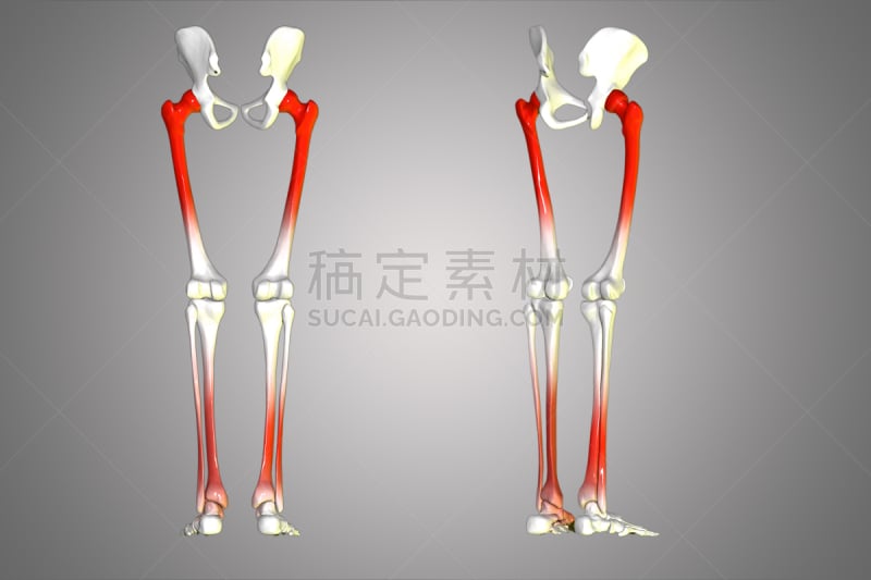 动物腿,臀,人类骨架,颈椎,水平画幅,胸骨,脊柱,手,胸腔