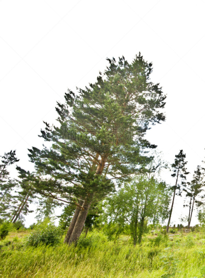 森林,野生动物保护区,垂直画幅,天空,气候,夏天,草,黎明,松科