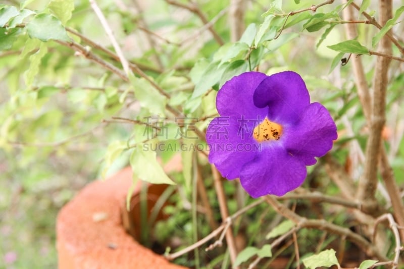 clock vine,爵床科,灌木,紫色,黑眼苏珊葡萄,bear's breeches,品红色,植物园,芳香的,枝繁叶茂