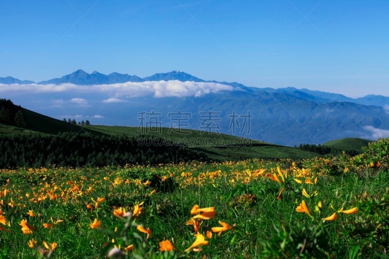 高处,平原,天空,风,高原,水平画幅,萱草,长野县,蓝色,日本