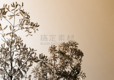 炮弹树,天空,明亮,叶子,背景,棕褐色调,水平画幅,户外,泰国,白色