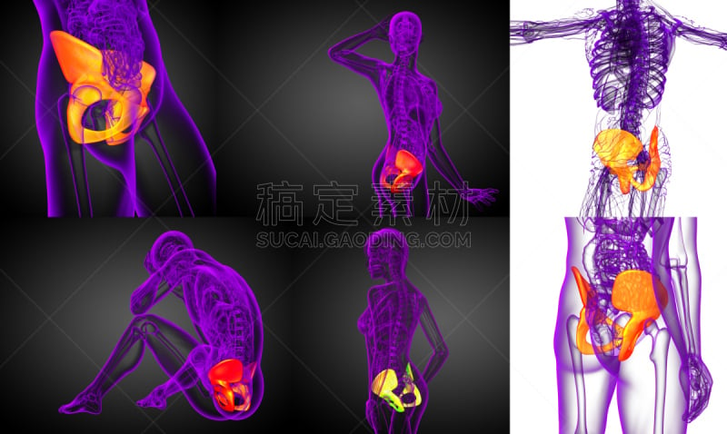 骨盆,健康保健,三维图形,骨骼,绘画插图,股骨,软骨,人体子宫,人类骨架,水平画幅