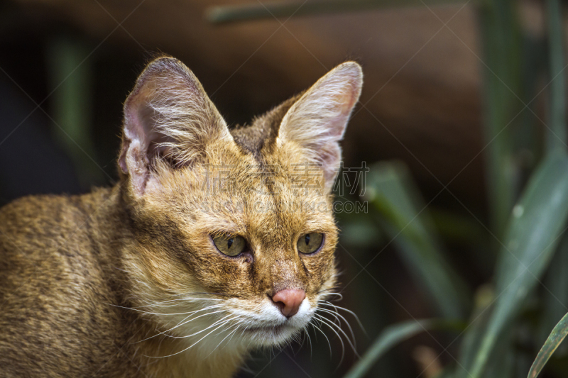 丛林猫,野猫,尼泊尔,野生猫科动物,水平画幅,猫科动物,印度次大陆,肖像,马来西亚,泰国