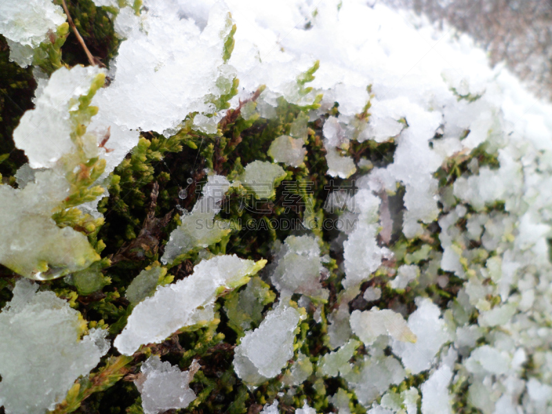 树篱,雪,园林,特写,利兰柏树,诺福克,复叶,柏树,风,水平画幅