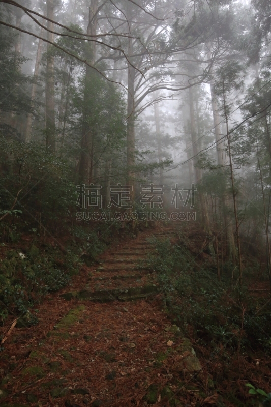 和歌山县,日本,小路,熊野古道,世界遗产,垂直画幅,台阶,灵性,山,无人