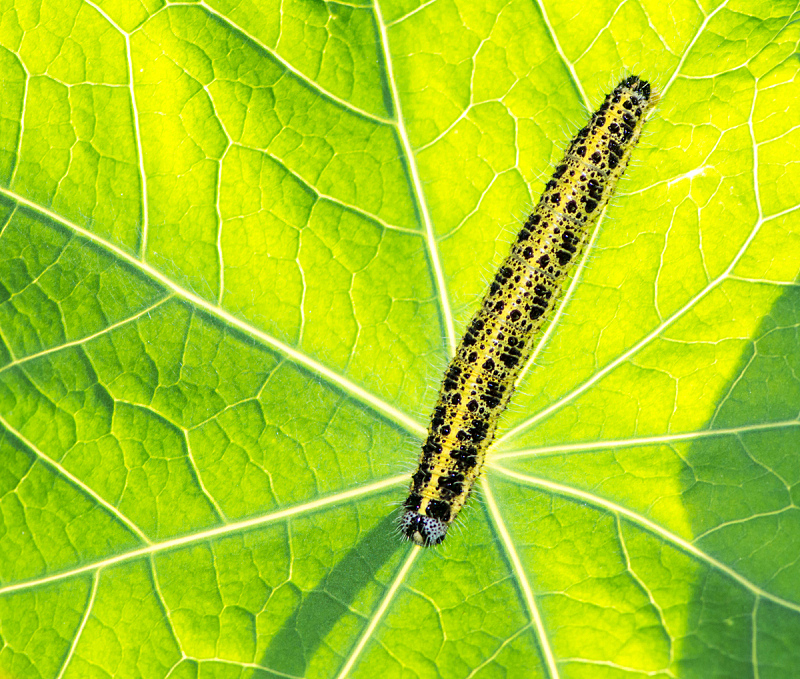 毛虫 白蝴蝶 自然 野生动物 水平画幅 特写 植物 害虫 幼虫 动物图片素材下载 稿定素材