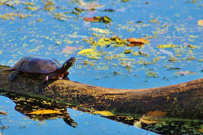 painted turtle,自然,公园,海龟,水平画幅,夏天,户外,无忧无虑,池塘,2015年