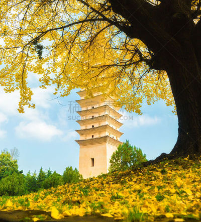 崇圣寺三塔,垂直画幅,旅游目的地,无人,宝塔,白昼,云南省,银杏树,摄影,树