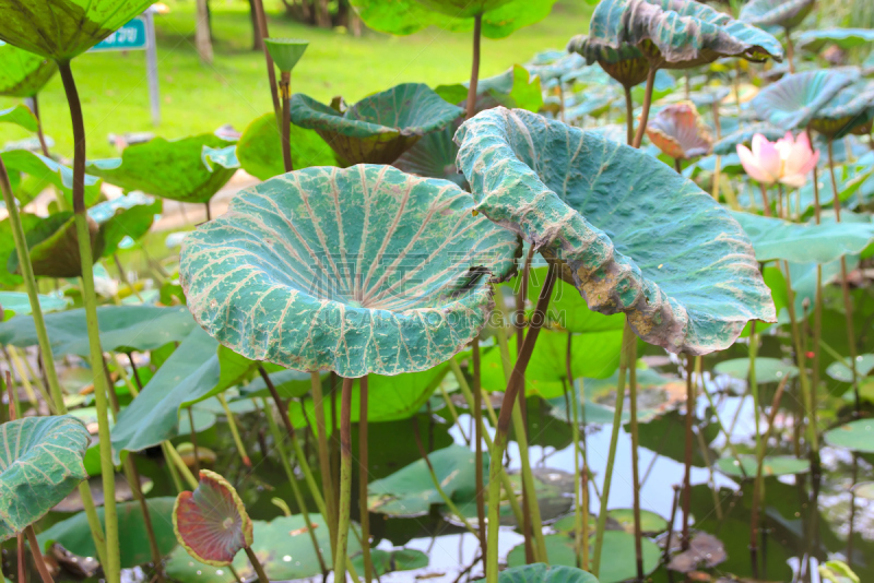 叶子,荷花,平安神宮,锦鲤,水平画幅,池塘,无人,亚洲,户外,湖