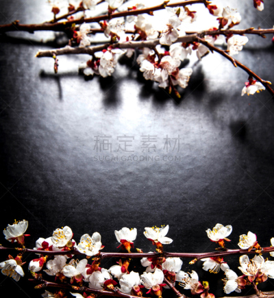 枝,黑色背景,花朵,杏树类,蝴蝶兰,自然,垂直画幅,兰花,芳香的,花