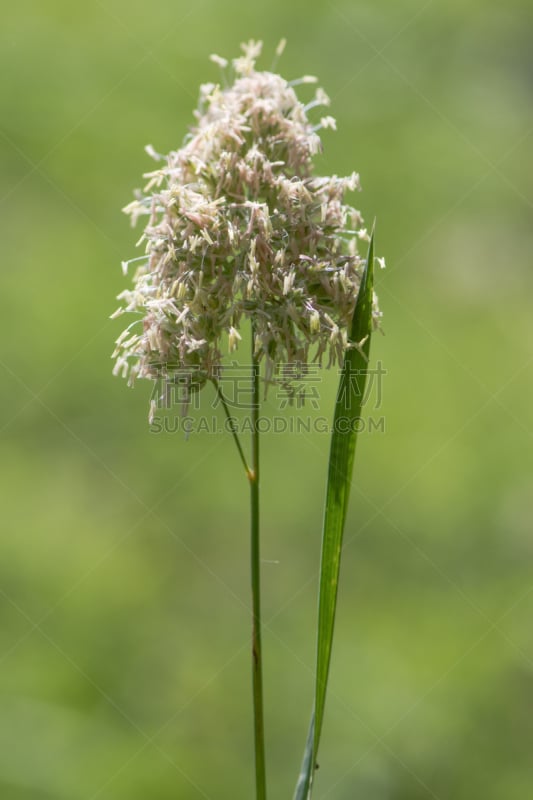 鸭茅,草,小公鸡,动物足,欧洲赤松,鸭茅草,单子叶植物,草丛,多年生植物,自然