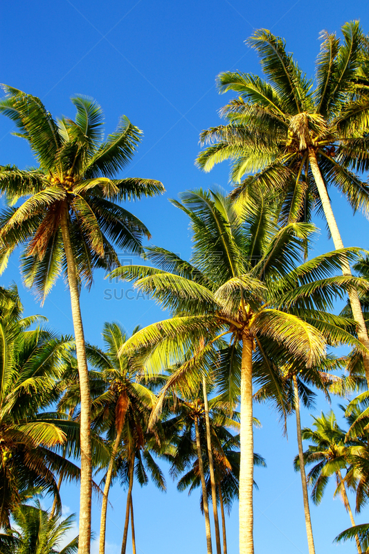 蓝色,taveuni,斐济,天空,棕榈树,垂直画幅,度假胜地,南太平洋,旅行者,户外