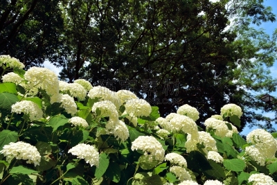 八仙花属,相模原,雨季,美