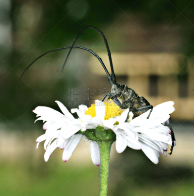 甲虫,雏菊,汤姆·索亚,象鼻虫,黄蜂,自然,垂直画幅,褐色,野生动物,触摸