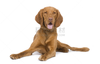 维希拉猎犬,9到10个月,褐色,纯种犬,水平画幅,家畜,白色背景,肖像,波音达猎犬,背景分离