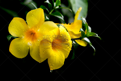 雨,黄色,粉红蝉,软枝黄蝉,毛莨科,芳香的,水平画幅,无人,特写,农作物