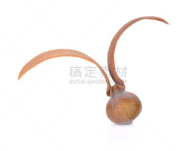 白色背景,尤脑香科树,自然,褐色,水平画幅,形状,干的,华丽的,种子,一个物体