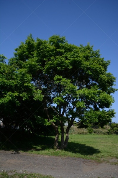 日本,自然,垂直画幅,天空,绿色,无人,蓝色,草,刺荨麻,白色
