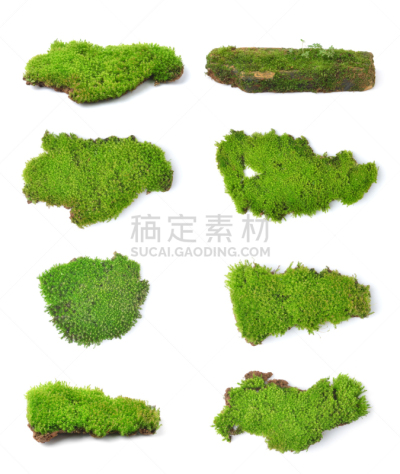 苔藓,绿色,白色,分离着色,苔藓植物,自然,垂直画幅,式样,无人,泥土