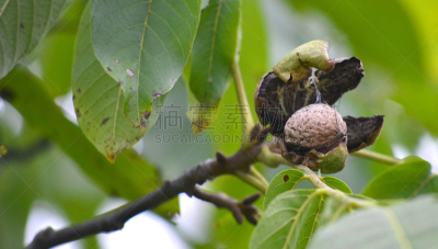 胡桃树,外壳,水平画幅,无人,特写,彩色图片,新生活,豆荚,枝,健康生活方式