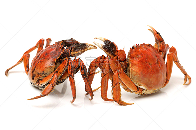 螃蟹,白色背景,分离着色,动物腿,野生动物,水平画幅,煮熟,吃,烹调,复制