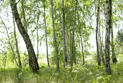 birches