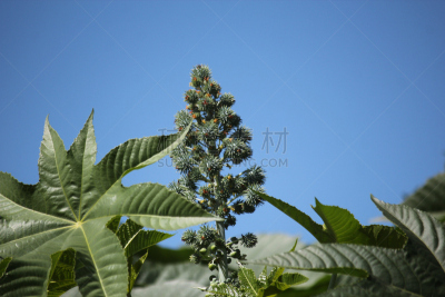 蓖麻,自然,水平画幅,绿色,水果,无人,有毒生物体,健康保健,果树,生物学