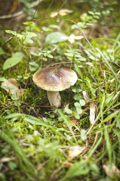 蘑菇,牛肝菌,自然,垂直画幅,郊区,秋天,无人,苔藓,特写,伞形毒菌