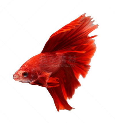 暹罗斗鱼,骄纵宠物,自然,垂直画幅,蓝色,动物学,生物学,淡水,动物鳍,宠物