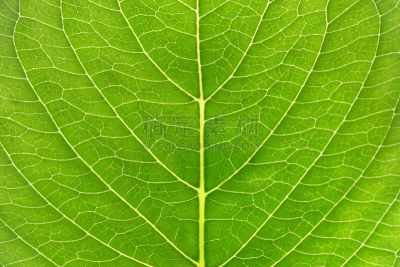 叶子,特写,维管束,自然,清新,图像,叶脉,色彩鲜艳,无人,植物