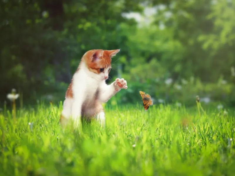 姜小猫 姜小猫图片 姜小猫素材下载 稿定素材 姜小猫 姜小猫图片 姜小猫素材下载 稿定素材