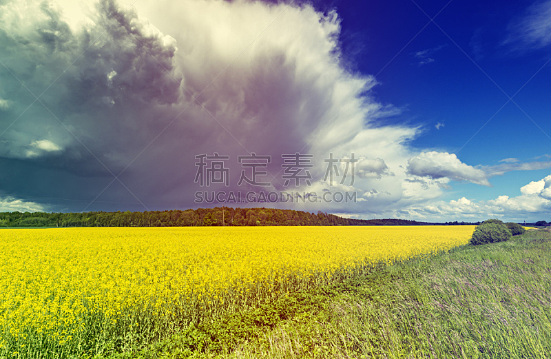 油菜花,田地,拉脱维亚,积雨云,在上面,天空,水平画幅,无人,夏天,户外