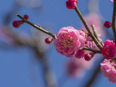 花朵,清新,自然界的状态,新年前夕,樱桃,梅子,春天,李树,植物,杏
