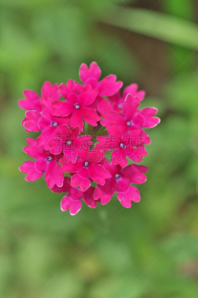 垂直画幅,无人,东京,日本,江东区,特写,花,摄影