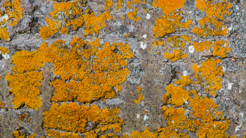 Texture or background of poplar tree trunk. Orange lichen on gray on tree bark - Textura o fondo de corteza de tronco de arbol ( chopo ). Liquenes de color naranja sobre fondo gris en corteza de arbol