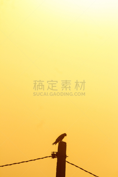 黑色,翅膀,黑肩鸢,自然,垂直画幅,灰雁,野生动物,古吉拉特邦,无人,雁属