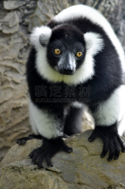 黑白斑狐猴,垂直画幅,无人,食草动物,猴子,动物身体部位,户外,马达加斯加,泰国,雨林