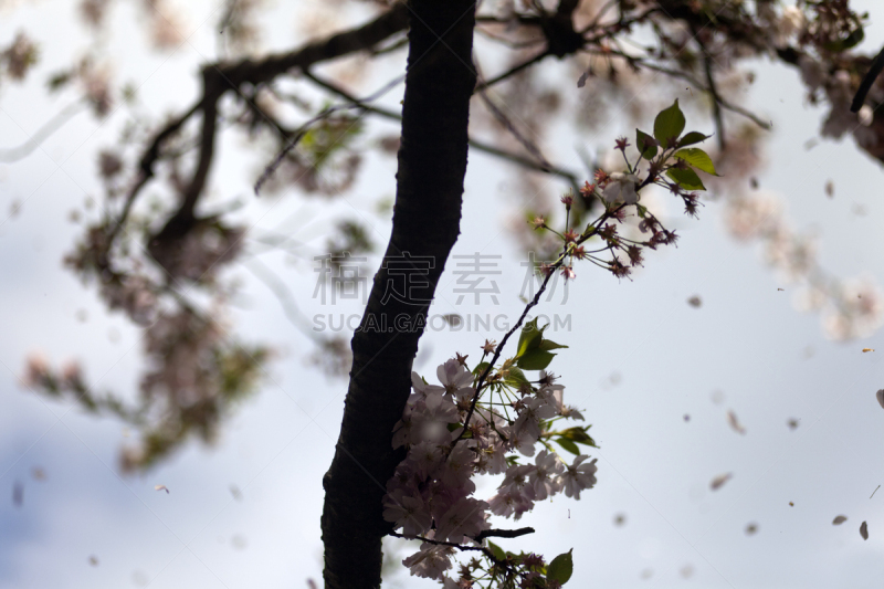 天空,粉色,樱花,蓝色,火山喷口,爱琴海,基克拉迪群岛,樱桃,夏天