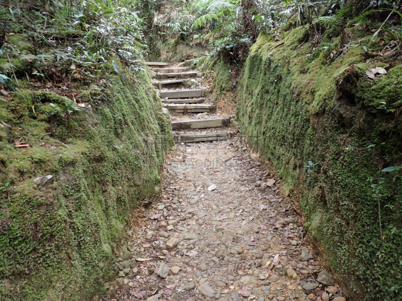 苔藓,通勤者,京那峇鲁山,京那巴鲁山国家公园,婆罗洲岛,水平画幅,无人,小路,户外,马来西亚