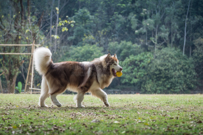 狗,进行中,草,兰伯格犬,苏俄牧羊犬,阿拉斯加雪橇犬,猎犬,柯利牧羊犬,金毛寻回犬,郊区