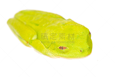 树蛙,水平画幅,热带气候,红眼树蛙,无人,青蛙,动物,两栖纲,哥斯达黎加,睡觉