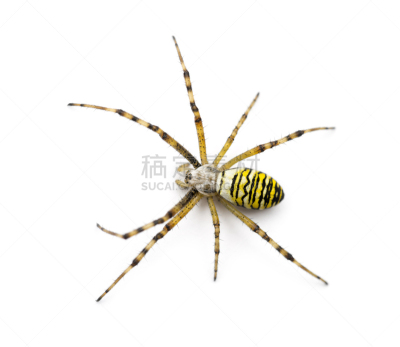 断纹金蛛,白色背景,黄色,动物主题,条纹,背景分离,野生动物,图像,蜘蛛纲,一只动物