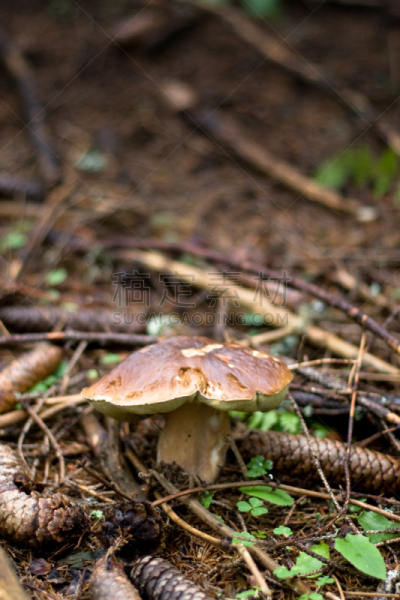 porcini mushroom,赛尔瓦,下奥地利州,灌木林,垂直画幅,素食,林区,无人,苔藓,生食