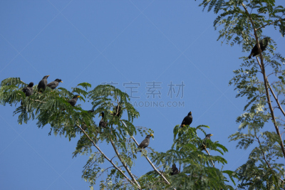 家八哥,红杉,鹭管鱼,自然,水平画幅,蓝色,鸟类,泰国,北美歌雀,洛克希德三星飞机