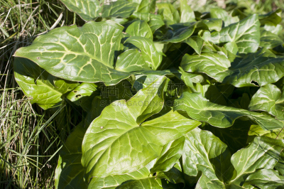 藜属,亨利藜,自然,植物,水平画幅,无人,蔬菜,食品,奖励,摄影
