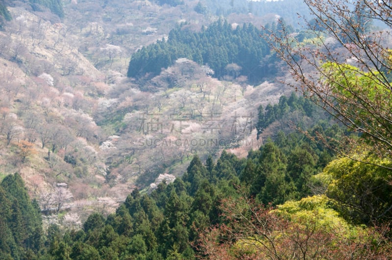 樱桃树,吉野山,水平画幅,樱花,无人,日本,桃,吉野郡,春夏系列,脆弱