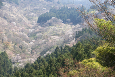 樱桃树,吉野山,水平画幅,樱花,无人,日本,桃,吉野郡,春夏系列,脆弱