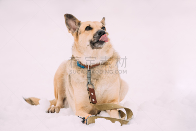 褐色,雪,户外,冬天,狗,纯种犬,混血儿,比例,坐,训练
