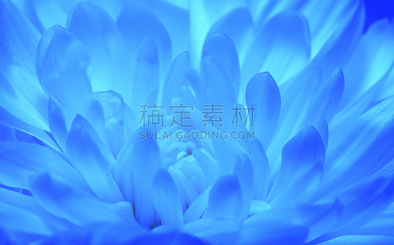 仅一朵花,大特写,蓝色,单色图片,秧苗,菊花,露水,霓虹色,雏菊,抽象背景