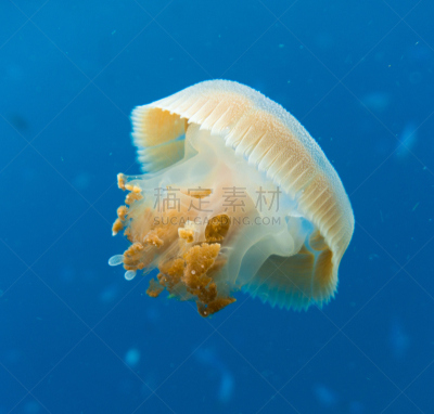 水母,安达曼海,泰国,鹭管鱼,甲米,蓝塔岛,从在水肺潜水的角度拍摄,共生关系,螫刺的,甲米省